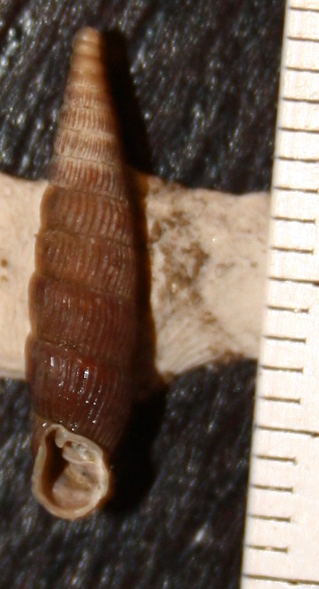 Clausilia da id./2